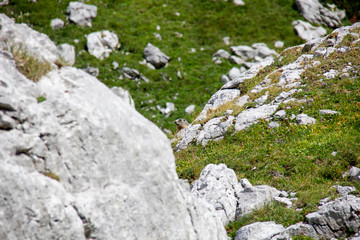 Hidden marmot in Alps, Austria.