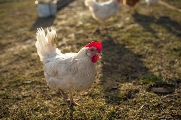 bird white chicken smoothes into the camera walks around the garden in the village