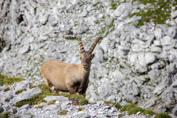Young alpine ibex on a rock. Capra ibex. Alps, Austria.