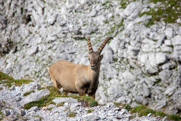 Young alpine ibex. Capra ibex. Alps, Austria.