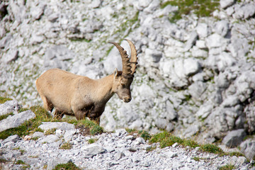 Walking young alpine ibex. Capra ibex. Alps, Austria.