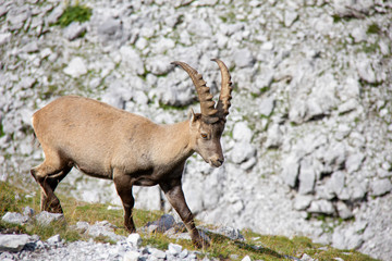 Young alpine ibex in mountains. Capra ibex. Alps, Austria.