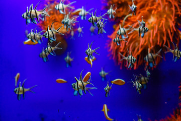 Fototapeta na wymiar aquarium with fishes and reef