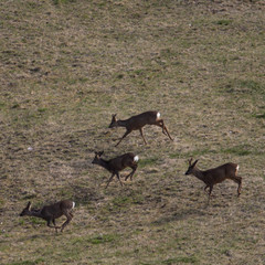 Chevreuils et Cerfs