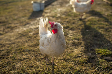 bird white chicken smoothes into the camera walks around the garden in the village