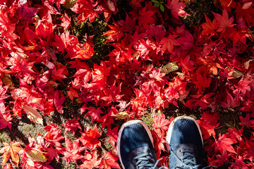 Colorful various Autumn fallen leaves on the ground with shoes. dried leaf cover surface of land. close-up, top view from above, multicolor beautiful seasonal concept backgrounds