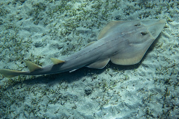 Guitarfish (Glaucostegus halavi) swimming underwater in sea.