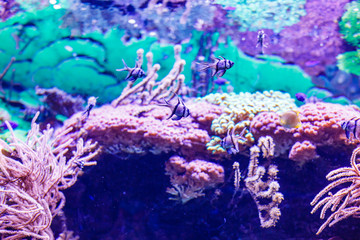 Fototapeta na wymiar aquarium with fishes and reef