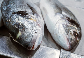 Freshly caught fish at the fish market in Cadiz, Andalucia, Spain