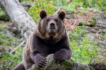 Curious brown bear. Ursus arctos. Bavarian forest national park.