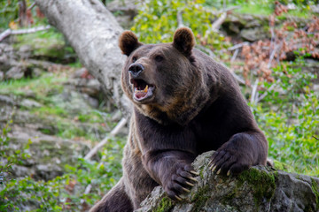 Yelling brown bear on a rock. Ursus arctos. Bavarian forest national park.