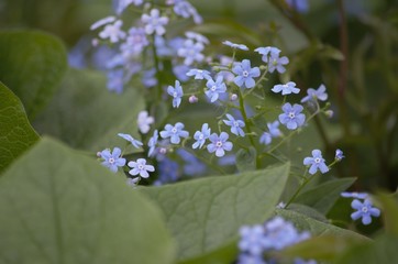 blue flowers in garden