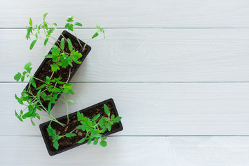 Young green seedlings of tomato in pots on a white wooden background