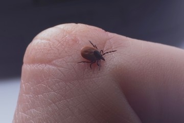 Female tick ( Ixodes scapularis) crawling on skin ready to bite 