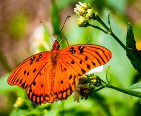 Butterfly on flower