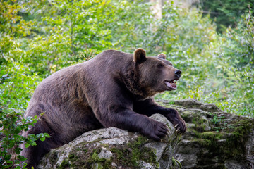 Brown bear on a rock. Ursus arctos. Bavarian forest national park.
