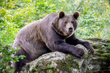 Brown bear on a rock. Ursus arctos. Bavarian forest national park.