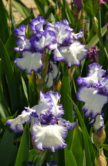  versicolor  iris in our park