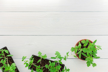 Young green seedlings of tomato in pots on a white wooden background