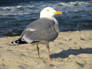 Möwe am Ostseestrand von Kühlungsborn