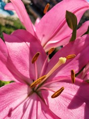 Closeup of pink flower