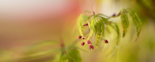 soft  beautiful japanese maple tree branch  with green leaves & red buds,artistic banner or wallpaper ,extra wide with room for text.