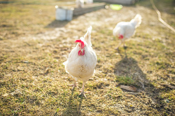 bird white chicken smoothes into the camera walks around the garden in the village