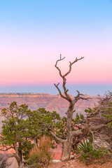 The shape of a beautiful dry tree on the background of the Grand Canyon in the sunset