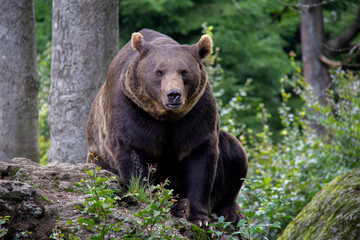Fototapeta na wymiar Brown bear sitting in forest. Ursus arctos. Bavarian forest national park.