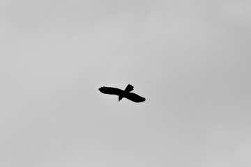 flying in the sky with clouds