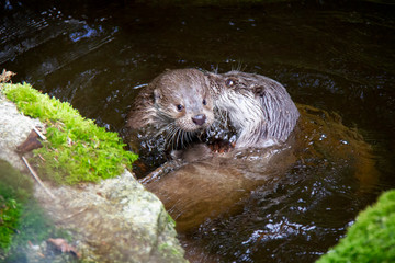 Eurasian river otters playing in water. Lutra lutra. Bavarian forest national park, Germany.