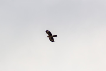 silhouette of flying in the sky