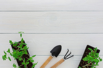 Young green seedlings of tomato in pot on a white wooden background with a rake and a garden shovel