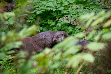 Naklejka na ściany i meble Eurasian river otter baby. Lutra lutra. Bavarian forest national park, Germany.