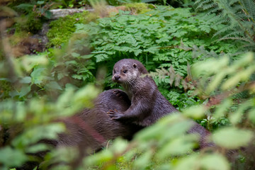 Eurasian river otter baby. Lutra lutra. Bavarian forest national park, Germany.