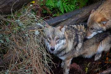 Portrait of wolf. Canis lupus.