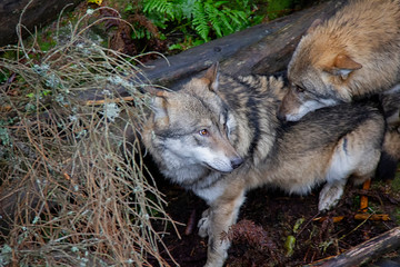 Life in a pack of wolves. Canis lupus.