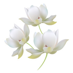 White with gold lilies open buds realistic vector illustration concept, composition