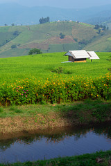 Small house in green rice field with pond and mountain