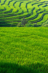 Green rice field and terrace in morning light