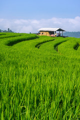 Small wooden house in green rice field with blue sky