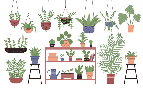 Great amount variety plants in pots flat design vector illustration set isolated on white background. Different indoor space size decoration elements. Houseplants on stand, on shelves, hanging, floor
