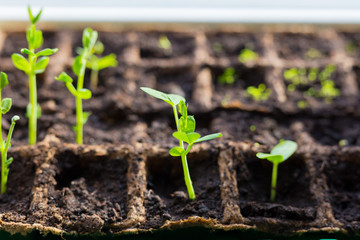 Young seedlings in tray on window sill pea seedling in greenhouse. Agriculture concept Selective focus Copy space Spring