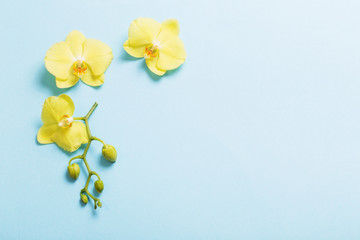 yellow orchids on blue paper background