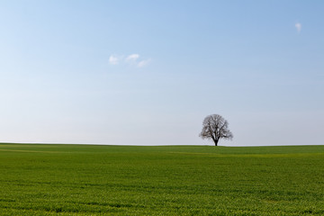 Einsamer Baum