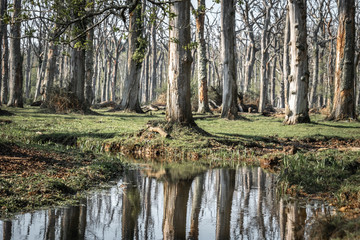 Beautiful ancient forest scene in the New Forest National Park, England - UK