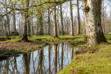 Beautiful ancient forest scene in the New Forest National Park, England - UK