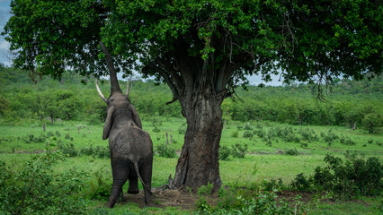 Wild African Elephant
