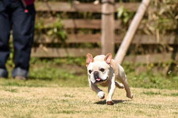 フレンチブルドッグ