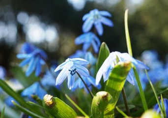 Pratia pedunculata County Park, Garten-Scheinlobelie 